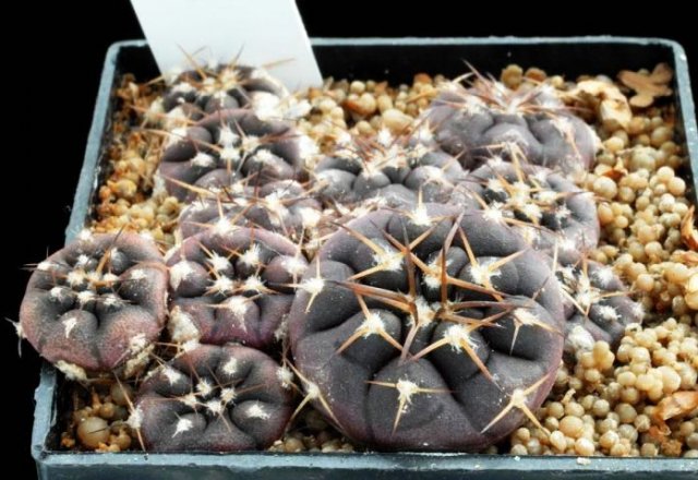 Gymnocalycium_rhodantherum_1